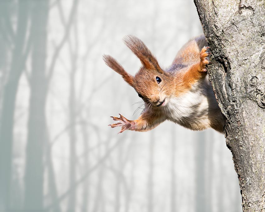 Rotes Eichhörnchen im Wald
