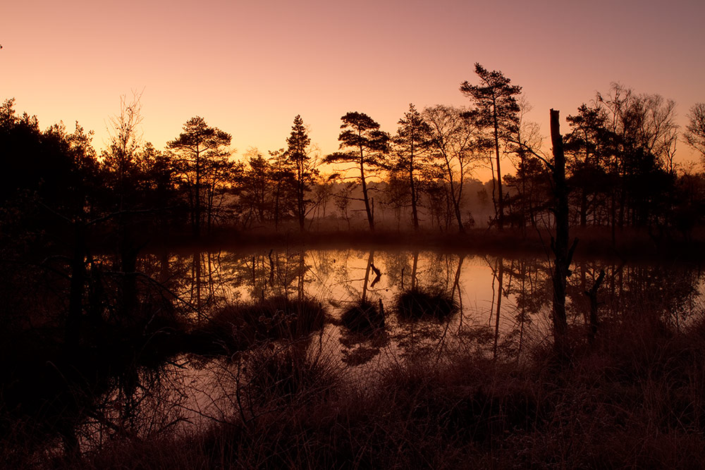 Feuchtgebiet/Moor bei Sonnenaufgang in der Lüneburger Heide