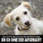 Kastrierter Hund - Lustiger Spruch