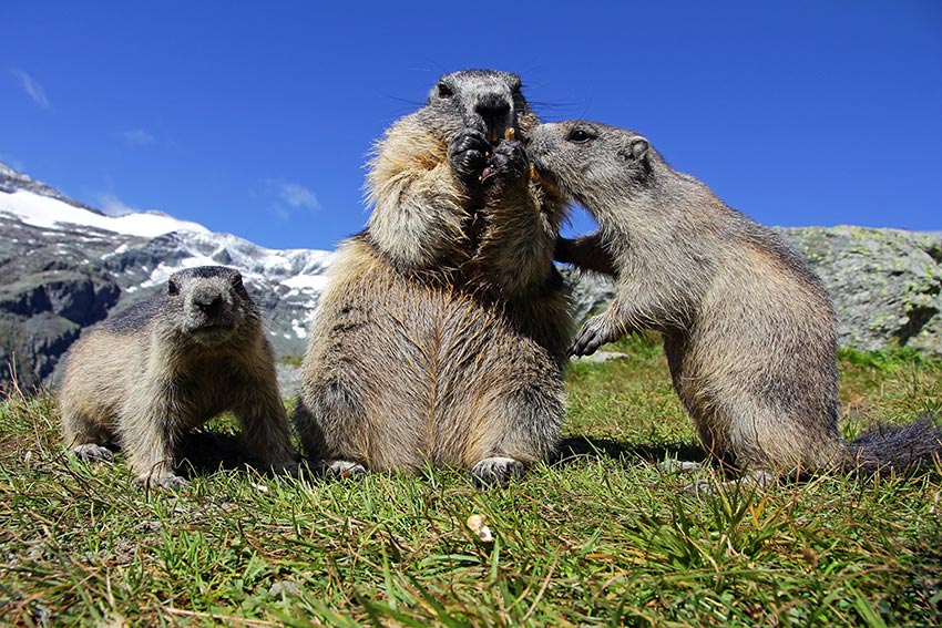 Murmeltiere auf einer Wiese in den Bergen