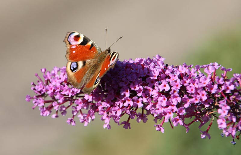 Schmetterling auf Blüten