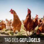 Tag des Geflügels