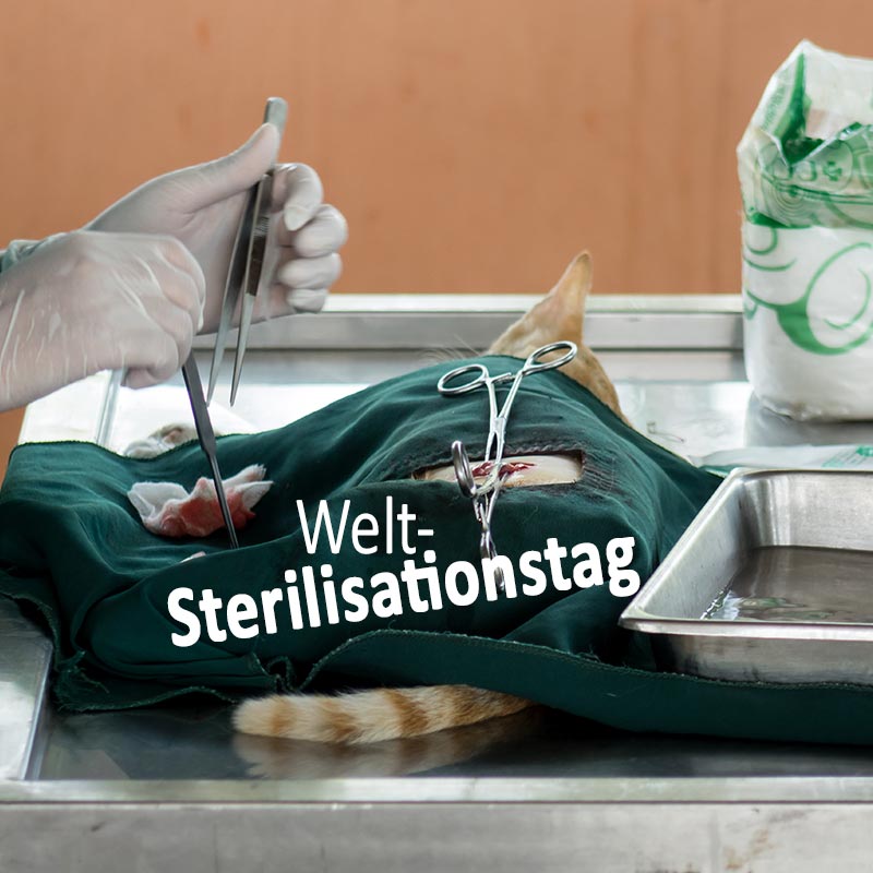 Welt-Sterilisationstag