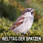 Welttag der Spatzen