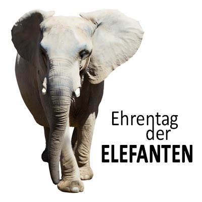 Elefant Spruche Suche