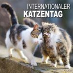 Internationaler Katzentag