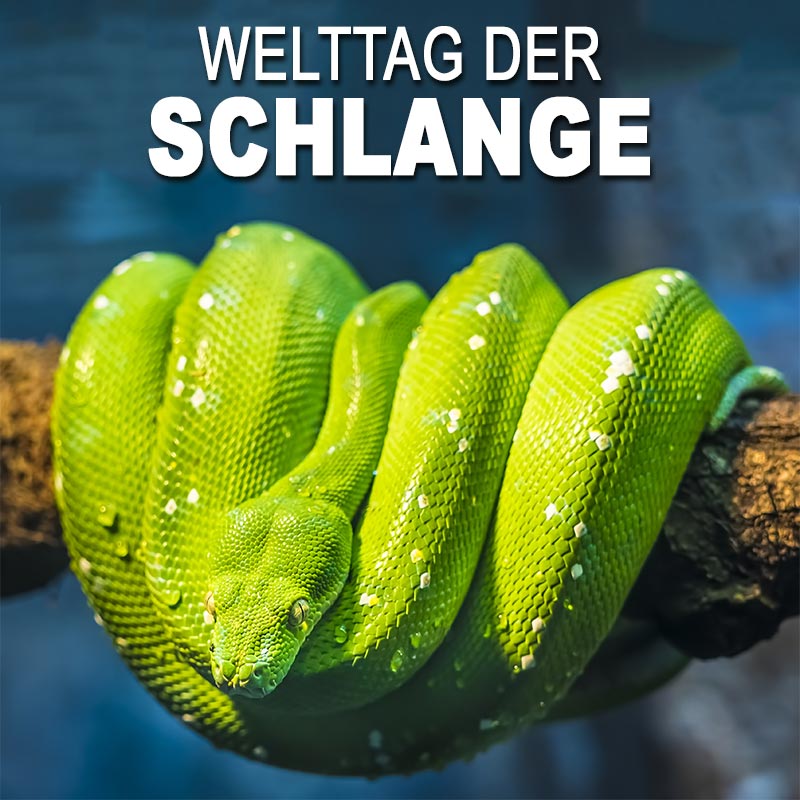 Welttag der Schlange