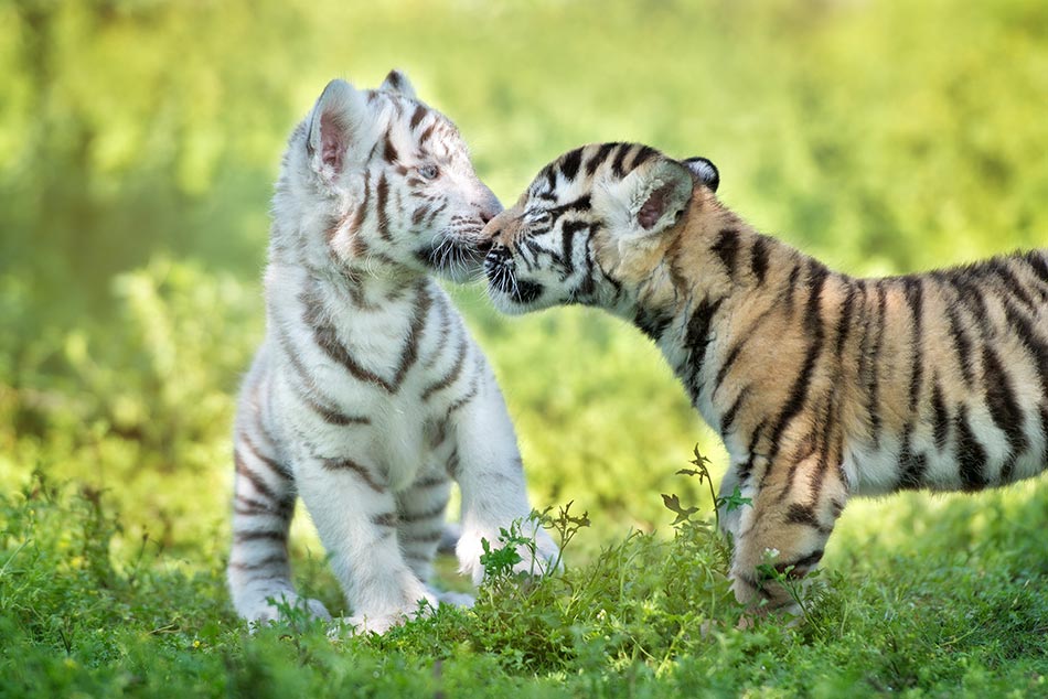 2 Baby Tiger