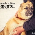 Schöne Momente sammeln - Schöner Spruch zum Nachdenken über das Leben - Mann mit Hund