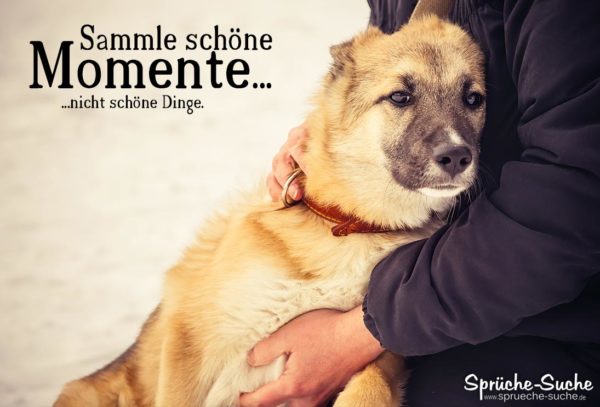 Schöne Momente sammeln - Schöner Spruch zum Nachdenken über das Leben - Mann mit Hund
