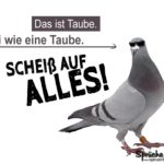 Taube mit Sonnenbrille - Lustiger Spruch