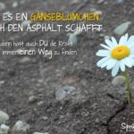 Gänseblümchen Asphalt - Motivation fürs Leben Spruch