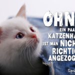 Katzenhaare auf Kleidung - Lustiger Spruch mit weißer Katze