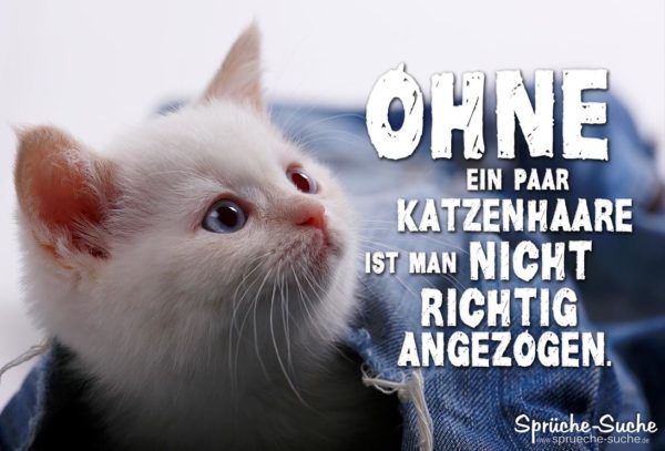 Katzenhaare auf Kleidung - Lustiger Spruch mit weißer Katze