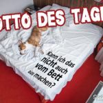 Hund im Bett - Motto des Tages Spruch