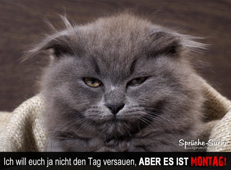 Ich will euch ja nicht den Tag versauen, aber es ist Montag! Sprüche