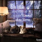 Ein Haus ohne Tiere ist wie ein Himmel ohne Sterne - Spruch mit Hund und Katze