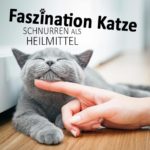 Faszination Katze - Schnurren als Heilmittel