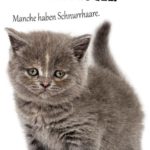 Schöne Sprüche über kleine Katzen