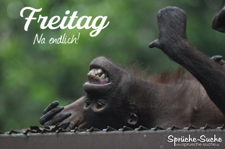 Freitag. Na endlich! Bild zum Wochenende mit Affe