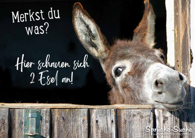 Merkst du was? Hier schauen sich 2 Esel an!