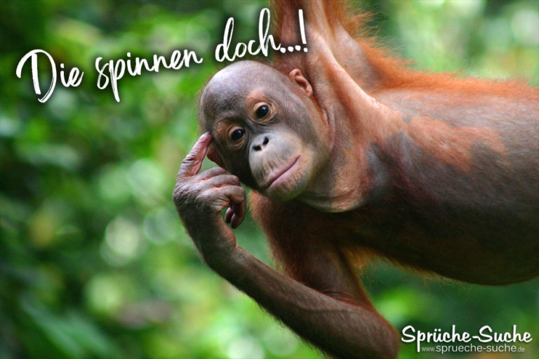 Die spinnen doch! Lustiger Spruch mit Affe