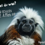 Spruch Affe lustig