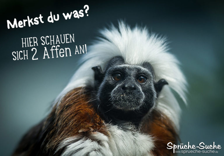 Merkst du was? Hier schauen sich 2 Affen an!