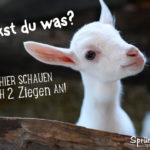 Spruch Ziege lustig