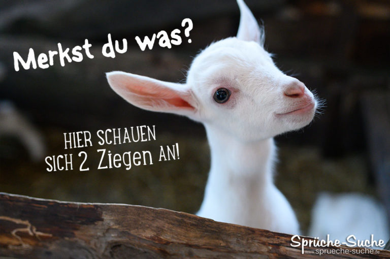Merkst du was? Hier schauen sich 2 Ziegen an!