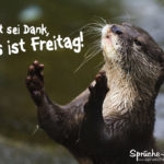 Spruch zum Freitag mit Biber