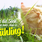 Niedliche Katze genießt die Sonne - Wenn die Seele wieder bunt denkt, dann ist Frühling!