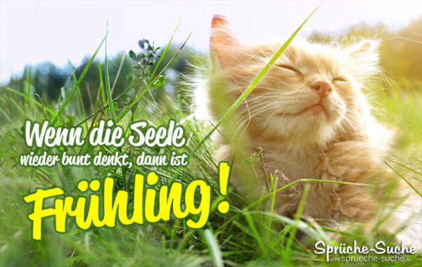 Niedliche Katze genießt die Sonne - Wenn die Seele wieder bunt denkt, dann ist Frühling!