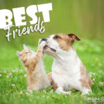 Hund und Katze beste Freunde Spruch