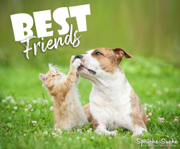 Hund und Katze beste Freunde Spruch