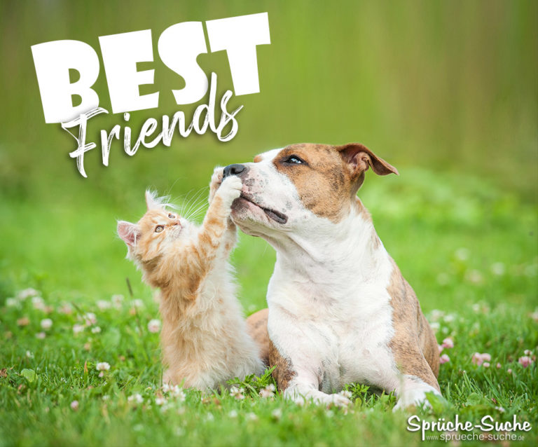 Best Friends Spruch