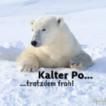 Lustiger Eisbär Spruch mit Bild