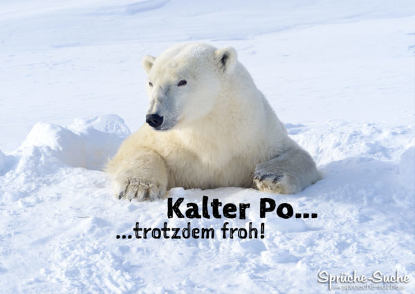 Lustiger Eisbär Spruch mit Bild