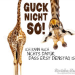 Lustiger Spruch mit Giraffe zum Dienstag Morgen