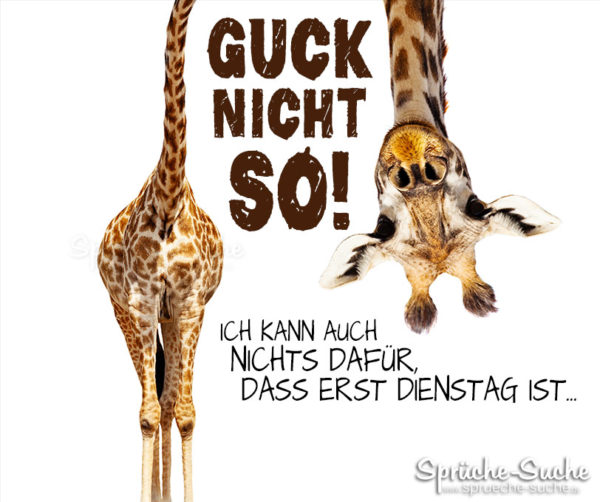 Lustiger Spruch mit Giraffe zum Dienstag Morgen