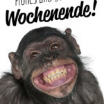 Lustiger Spruch zum Wochenende mit Affen