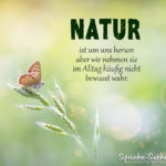 Natur Spruch zum Nachdenken mit Schmetterling