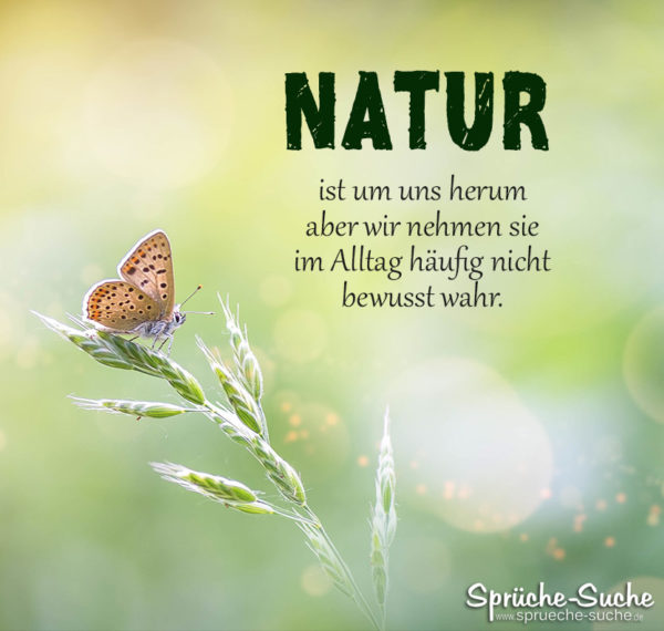 48++ Sprueche tiere und natur ideas