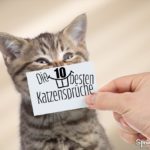 Die 10 besten Katzensprüche