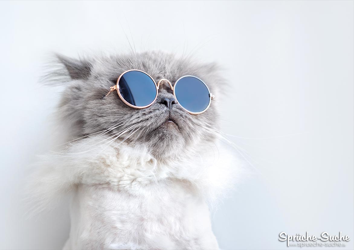 Katze mit Sonnenbrille - Lustige Katzen-Karte