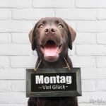 Montag Spruch mit Hund - Viel Glück