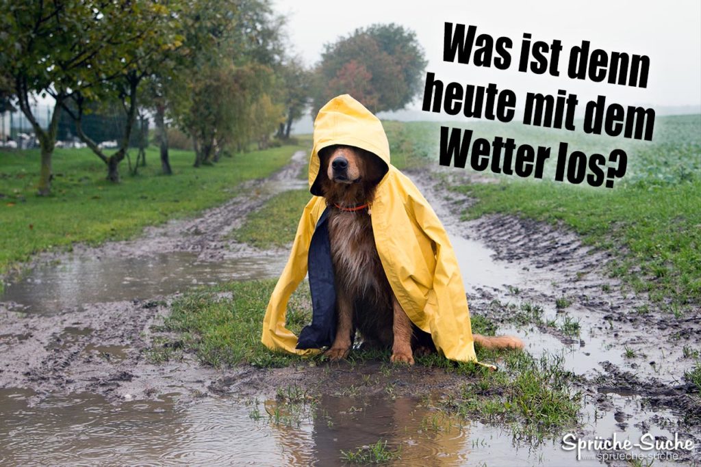 Schlechtes Wetter (Regen) Spruch mit Hund