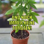 Lustiger Cannabis Spruch