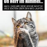 Lustiger Spruch mit Katze zum Wochenstart und Montag