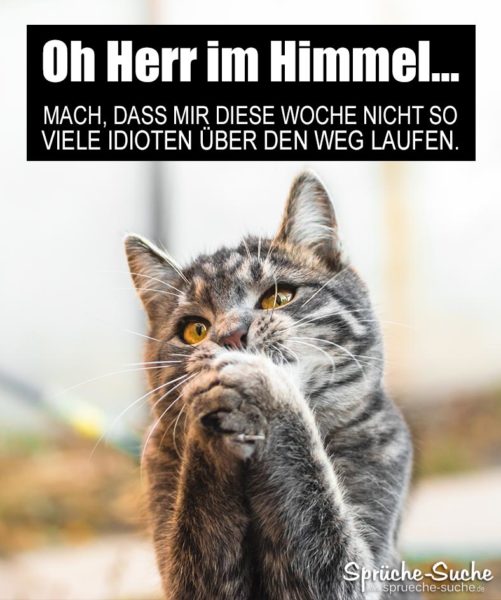 Wochenstart Und Montag Lustiger Spruch Mit Katze